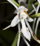 White fringed orchid